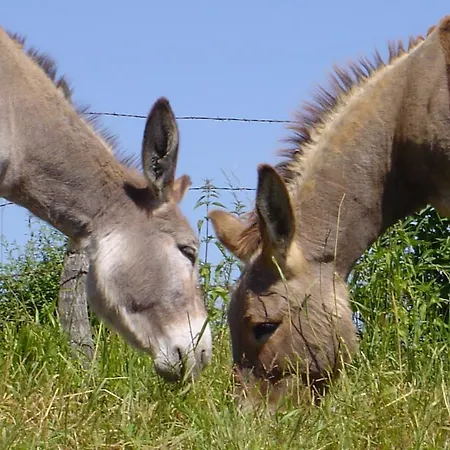 Hébergement de vacances Insolite La Roulotte Des Elfes, Au Milieu De Nulle Part Outines